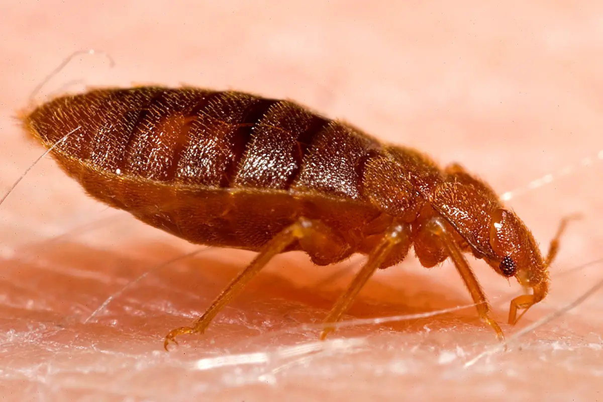 Punaise de lit adulte (Cimex lectularius) vue de près sur un tissu